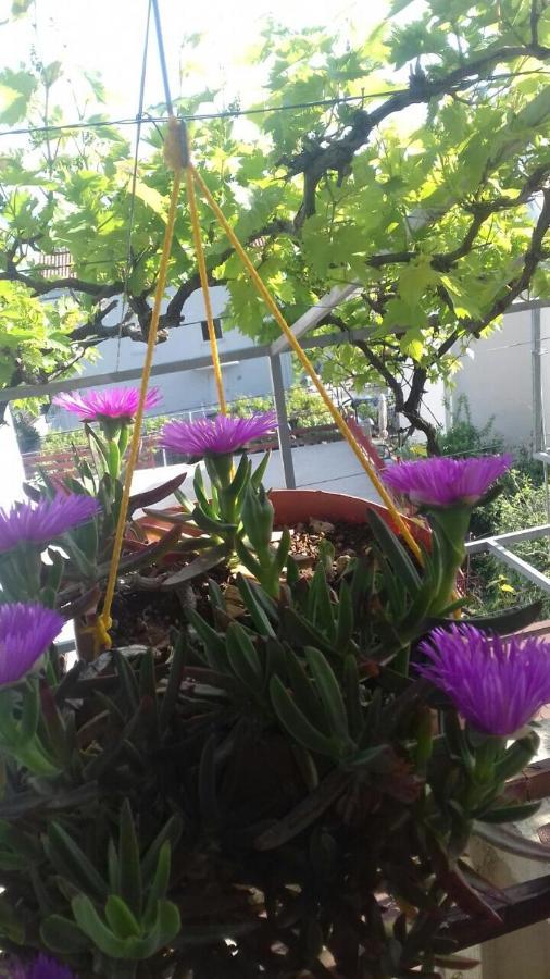 Apartment Sandra Budva Luaran gambar
